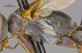 Media type: image;   Entomology 25269 Aspect: thorax lateral